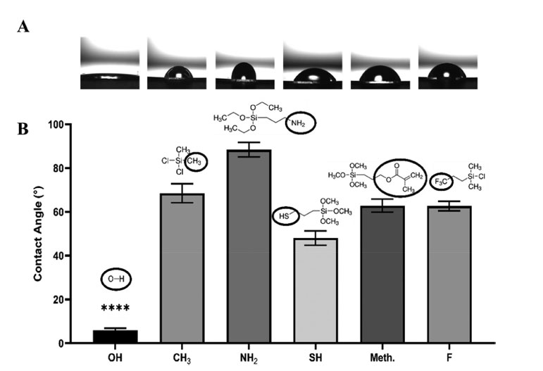 FIGURE-1-Courtesy-of-J-Biomedical-Materials-Res---2024---Acar---Tuning-Surface-Chemistry-Impacts-on-Cardiac-Endothelial-and-Smooth-Muscle-Cell.jpg